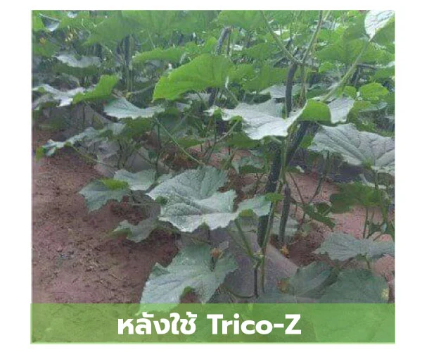 แตงหลังใช้ Trico-Z เชื้อราไตรโคเดอร์มากำจัดโรคพืช